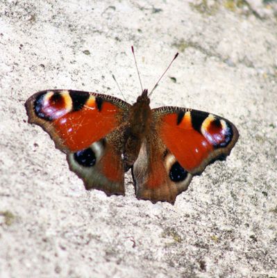 Peacock Butterfly at Milan
