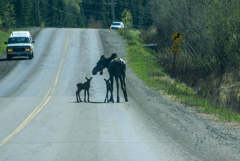 On way to Nolalu, Barry Drive, cow moose with 2 calves.jpg
