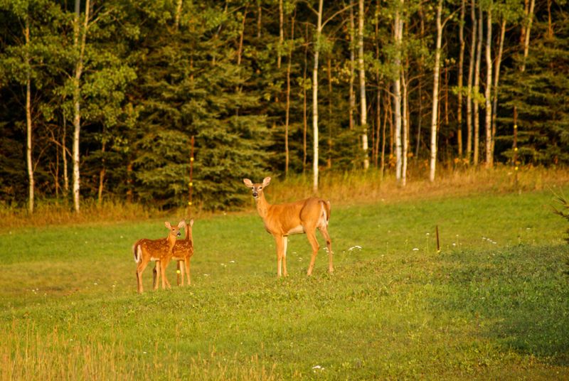Doe, 2 fawns, Townline Road, Thunder Bay.jpg