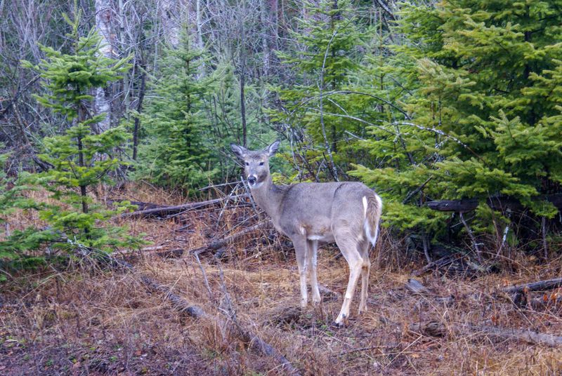 Deer, Sleeping Giant Provincial Park.jpg