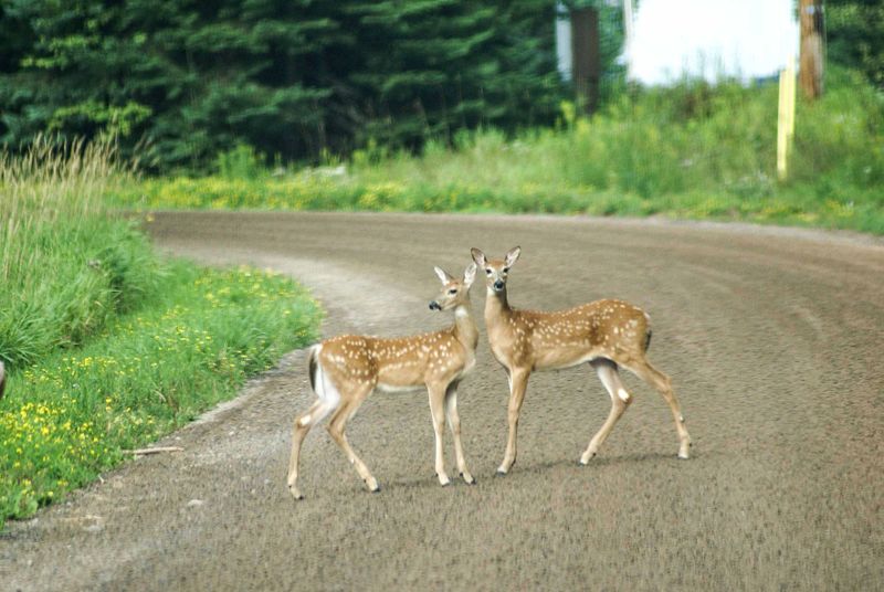 Deer.jpg