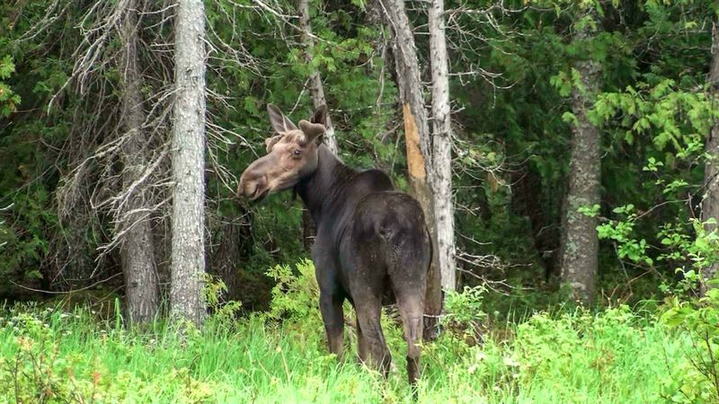 Cow moose.jpg
