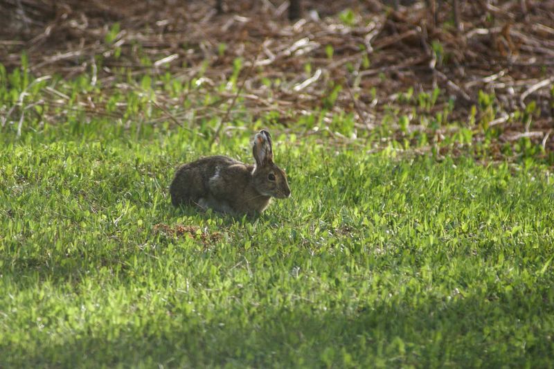 Rabbit.jpg