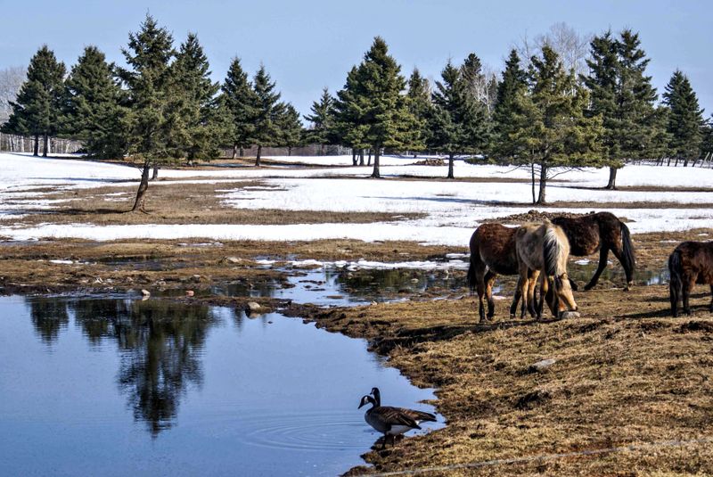 Horses, gesse and a reflectiion.jpg