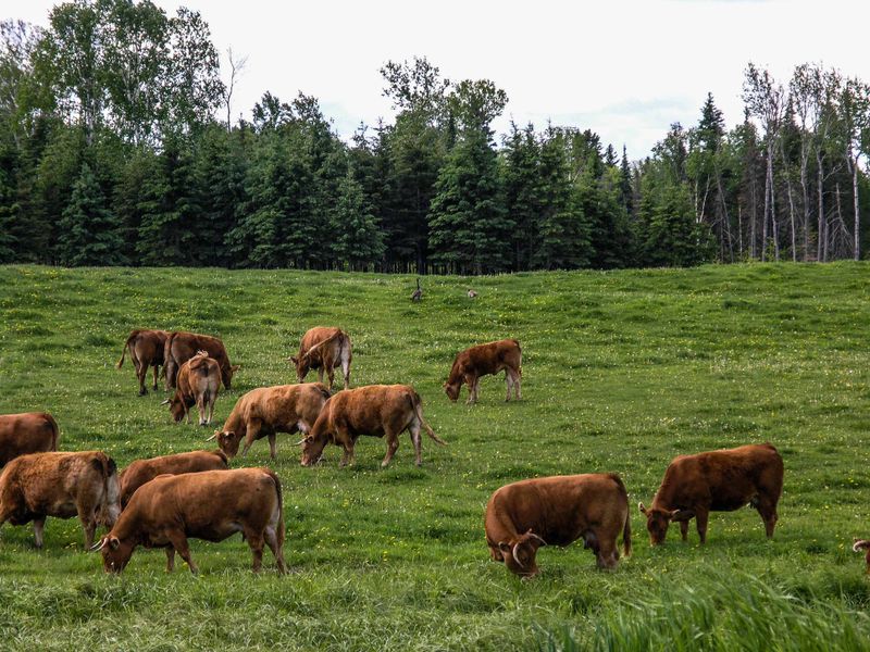 Cattle grazing.jpg
