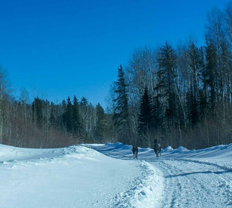 Two moose jogging.jpg