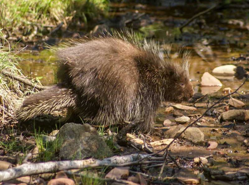 Porcupine.jpg