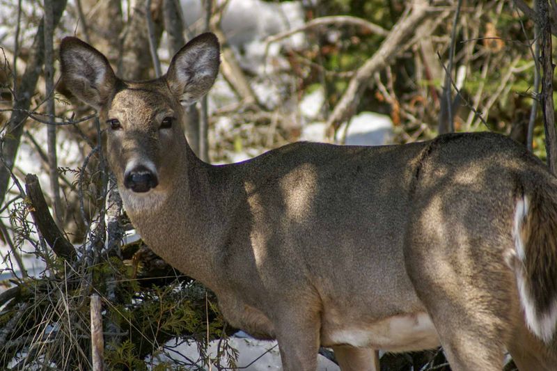 Deer.jpg