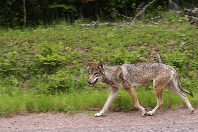 Wolf.jpg