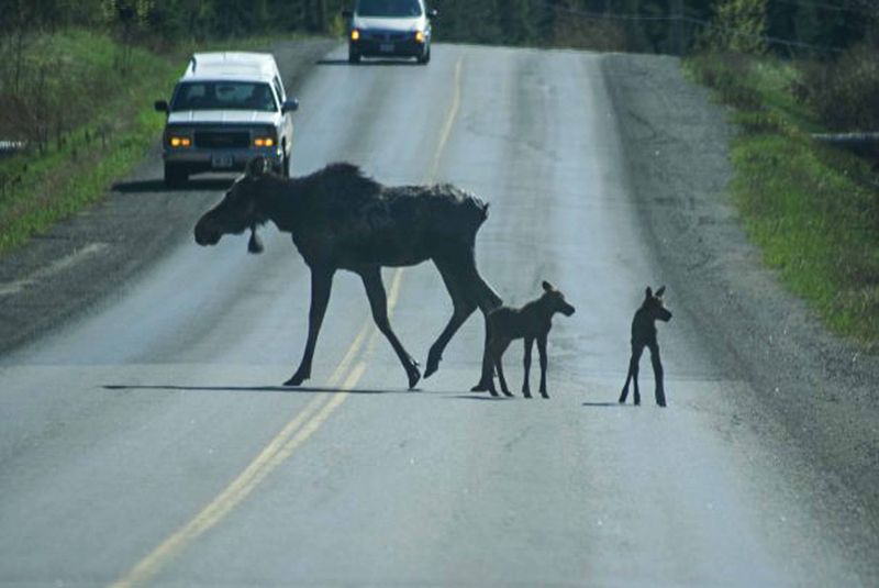 On way to Nolalu, Barry Drive, cow moose with 2 calves.jpg