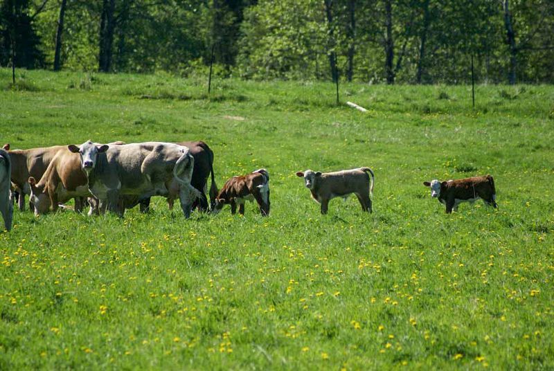Cattle relaxing.jpg