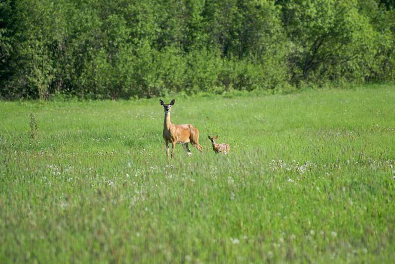 Doe and fawn.jpg