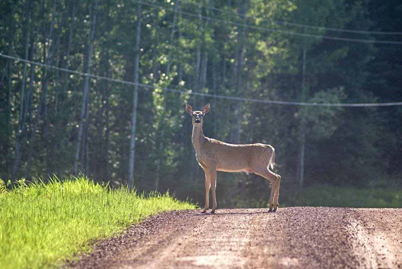 Deer, Johnsons Landing.jpg