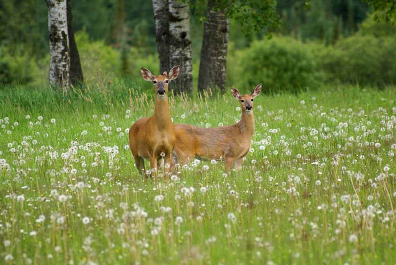 Two deer.jpg