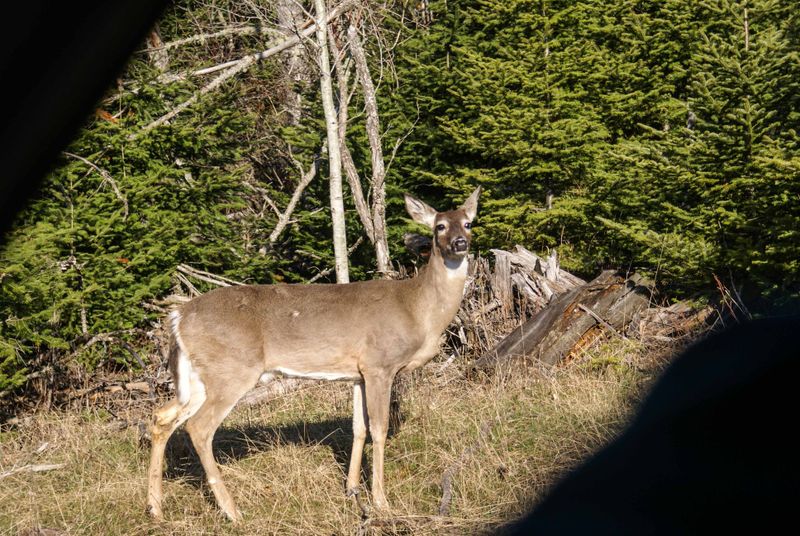Deer near Lake Marie Louise, Sleeping Giant Provincial Park.jpg
