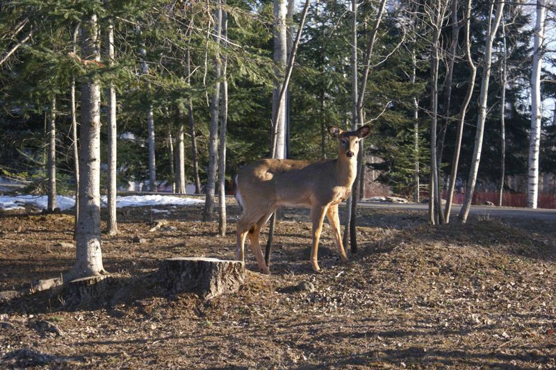 Wildlife and Farm Animals