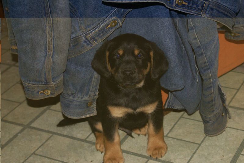 Diggar the puppy.jpg