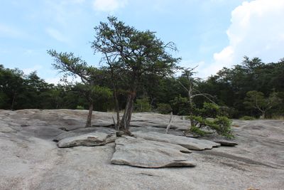 IMG_7347.JPG