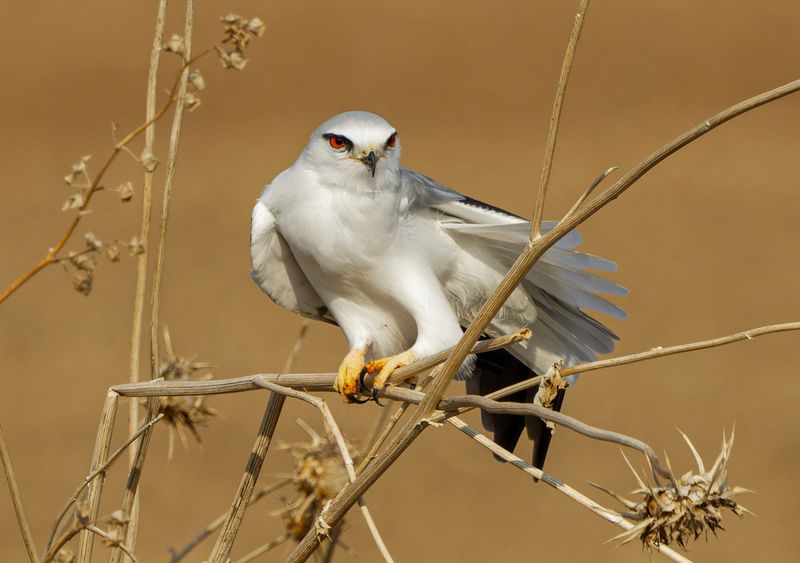 Black-winged kite