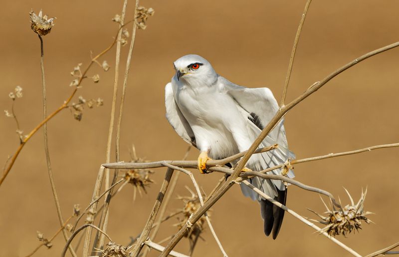 Black-winged kite