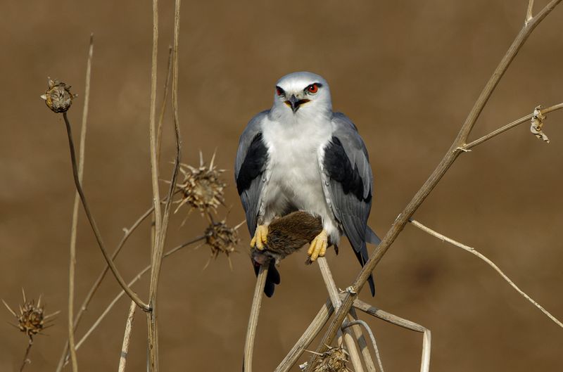 Black-winged kite