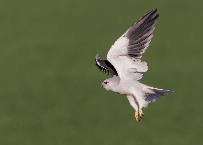 Black-winged kite