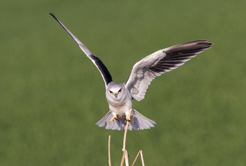 Black-winged kite