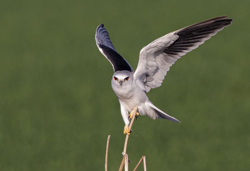 Black-winged kite