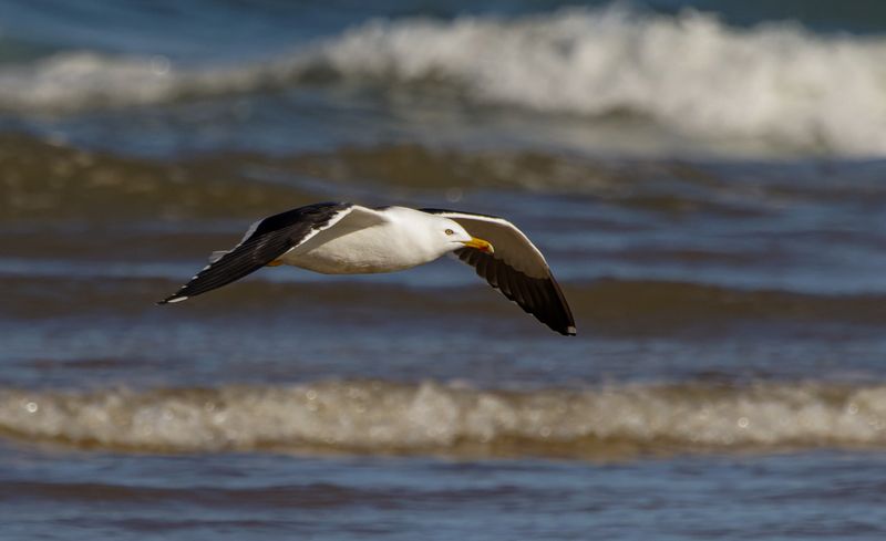 Lesser Black backed Gull