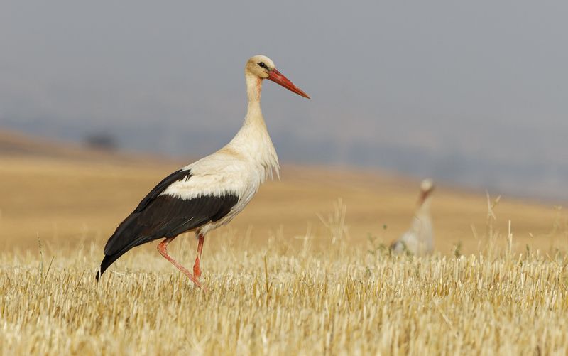 White Stork