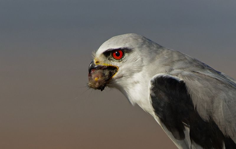 Black-winged kites