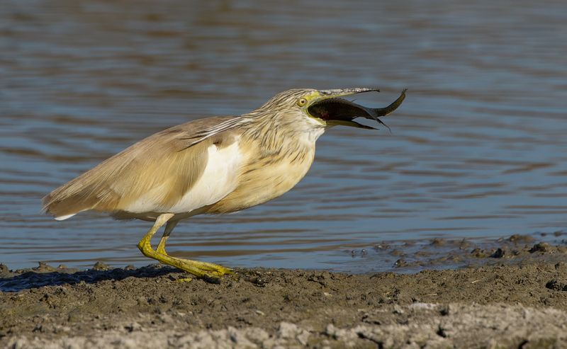 Squacco Heron