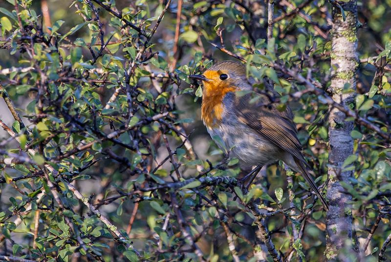 Robin