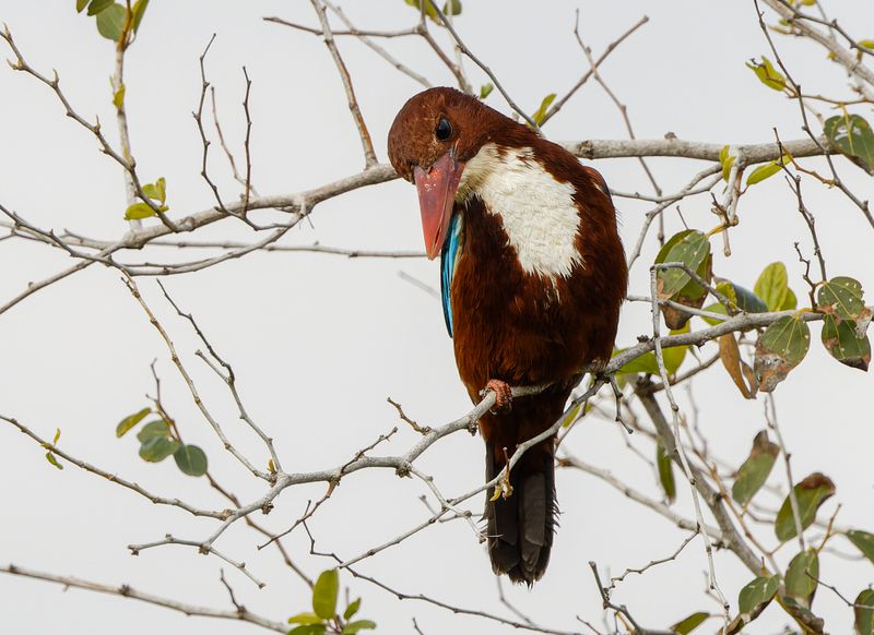 White throated Kingfisher