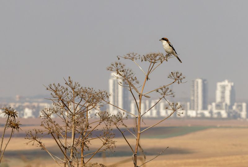 Woodchat Shrike