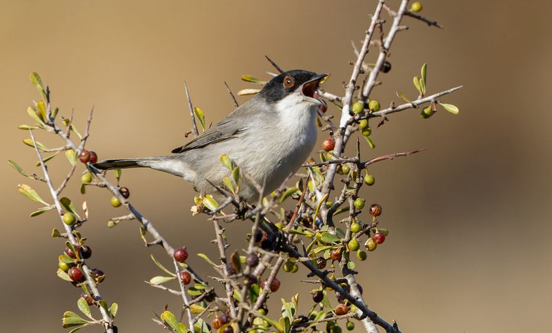 Sardinian Warbler