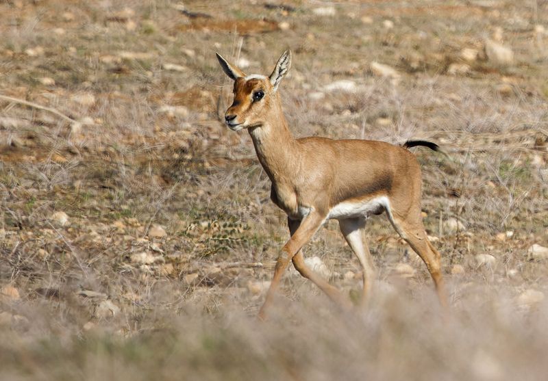 Gazella