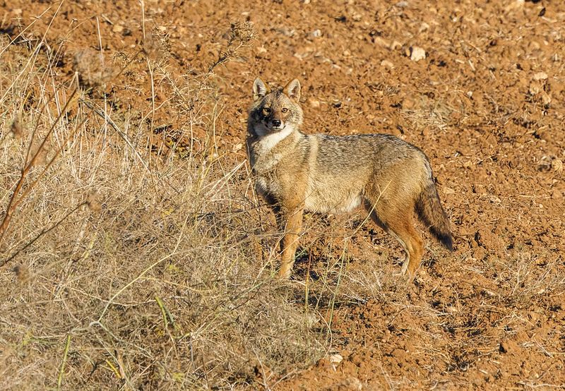 Golden Jackal