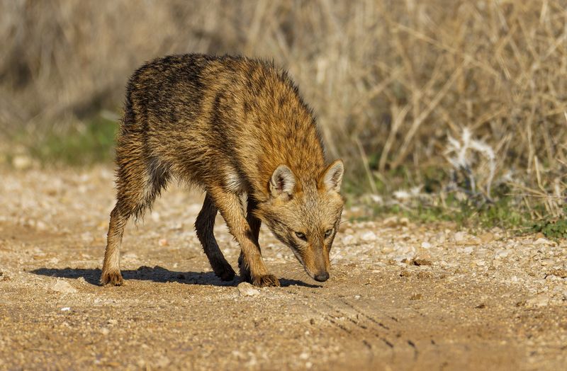 Golden Jackal