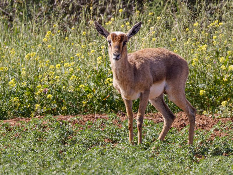 Gazella