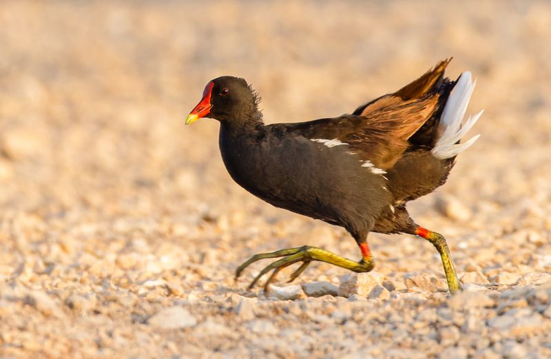 Moorhen