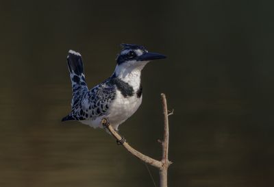 Pied Kingfisher