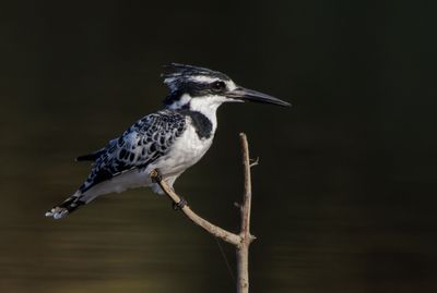 Pied Kingfisher