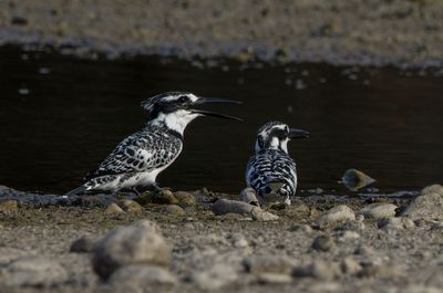 Pied Kingfisher