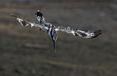 Pied Kingfisher