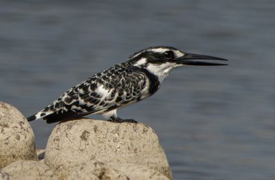 Pied Kingfisher