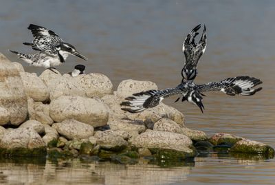 Pied Kingfisher