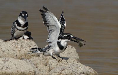 Pied Kingfisher