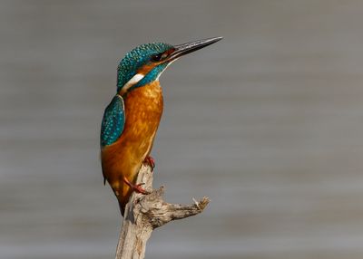 Kingfisher