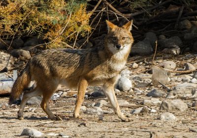 Golden Jackal